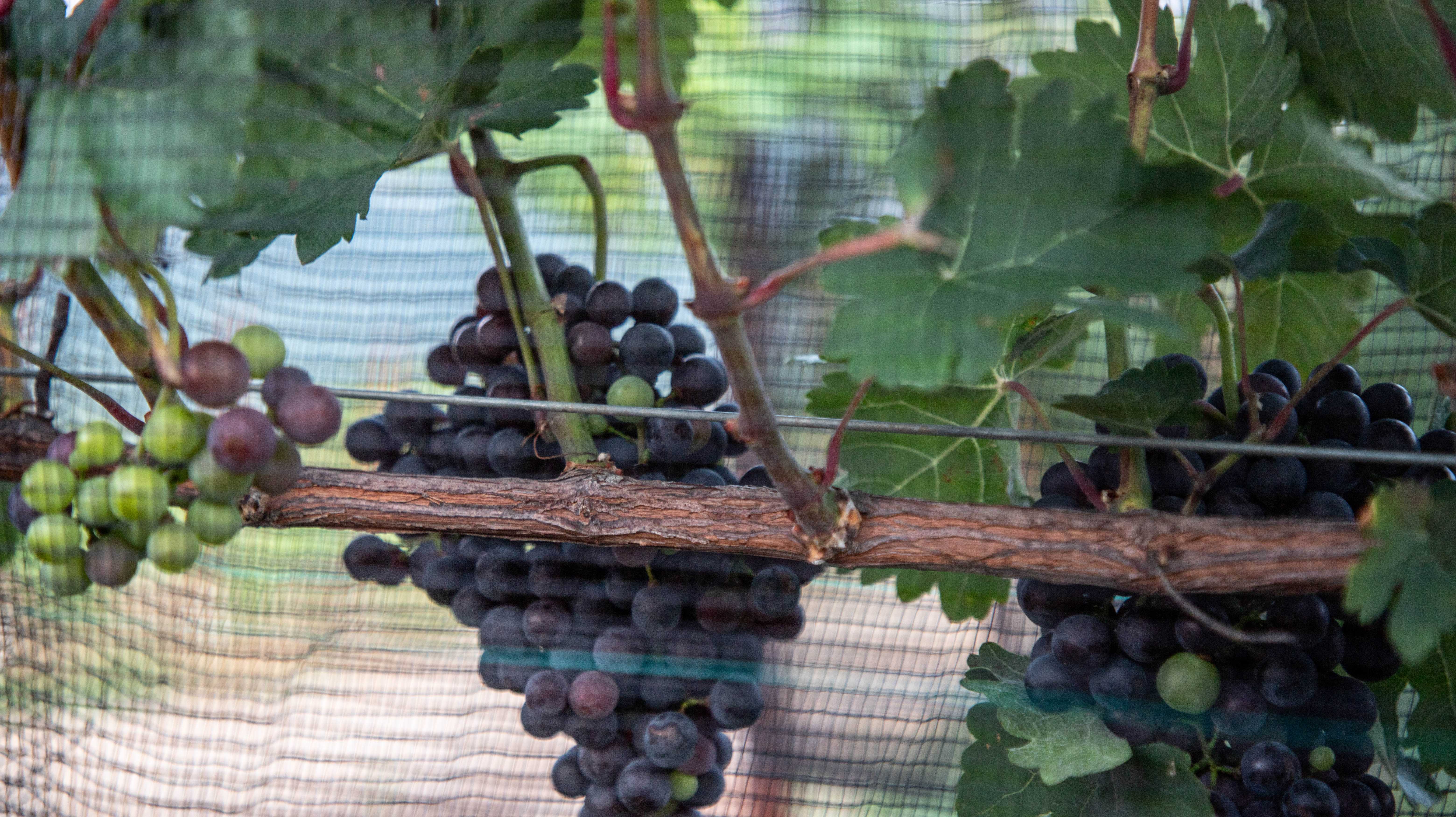 Alambre Galvanizado Rancho Lomas Bonito DEACERO Aplicación 4
