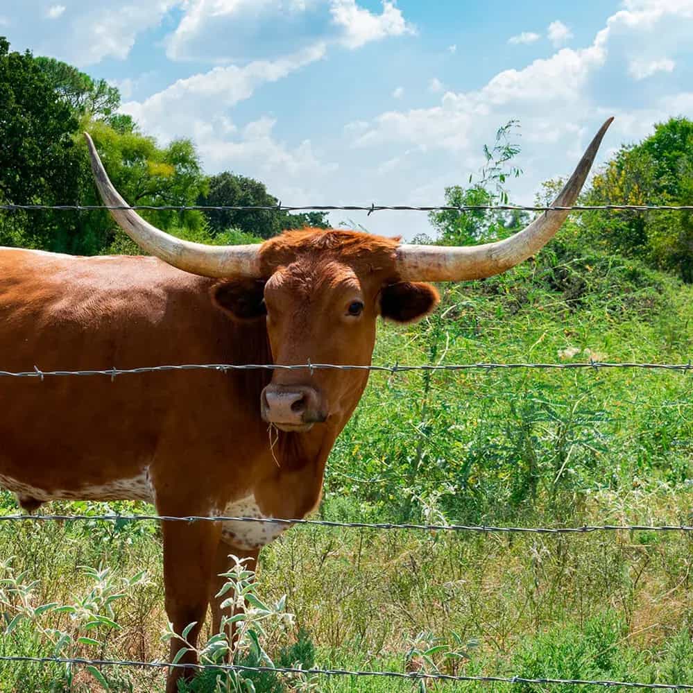 Alambre-de-Puas-Potrero-XTREME-Ansa-Deacero-Aplicación