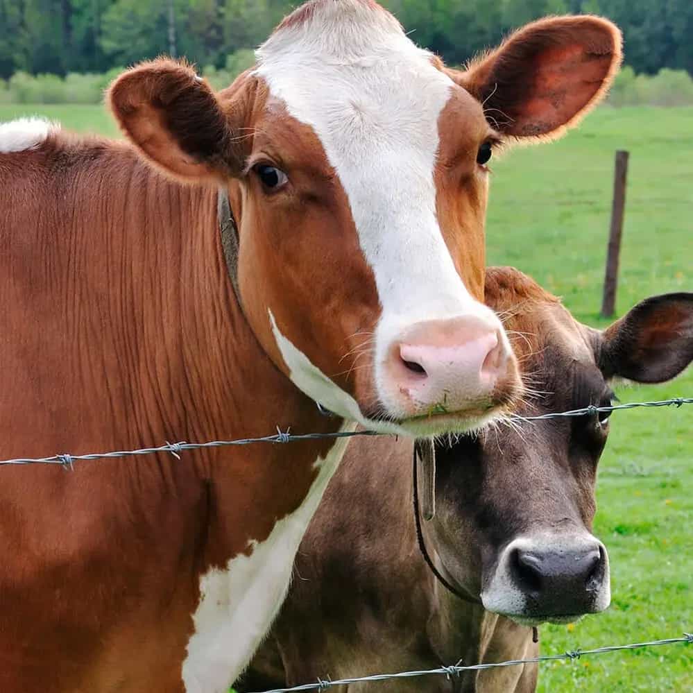 Alambre de Puas Potrero Comercial Ansa Deacero Aplicación