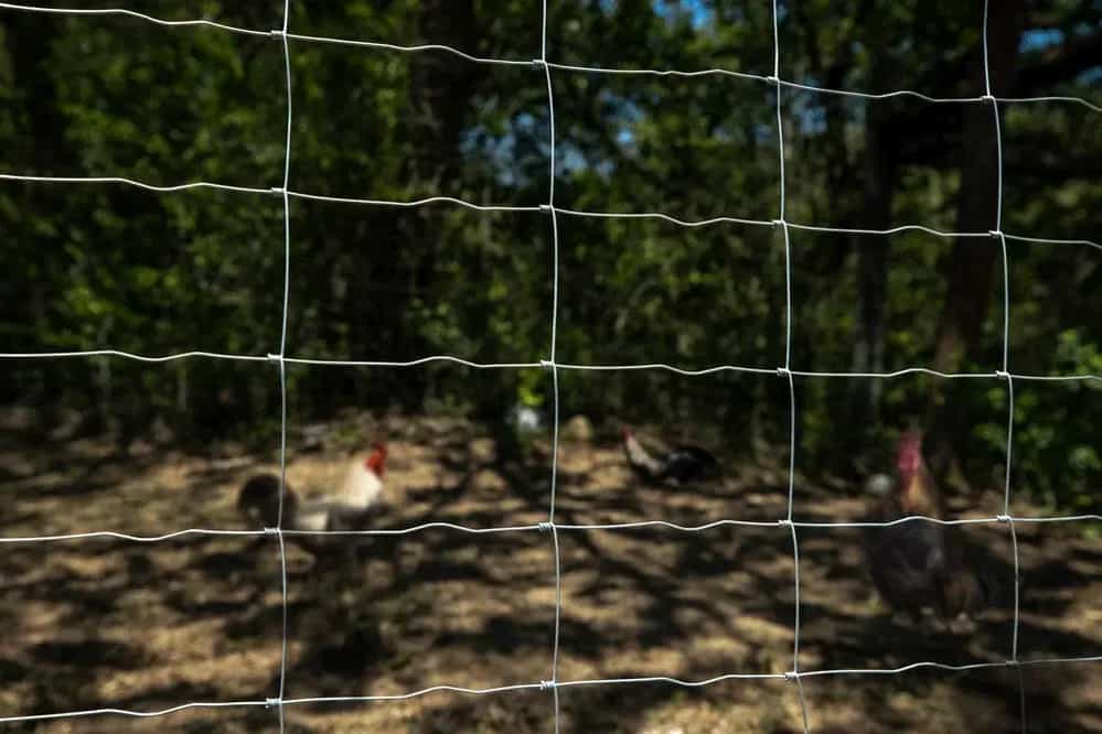 Malla-Graduada-Avicola-Tipo-Bisagra-DEACERO-aplicación