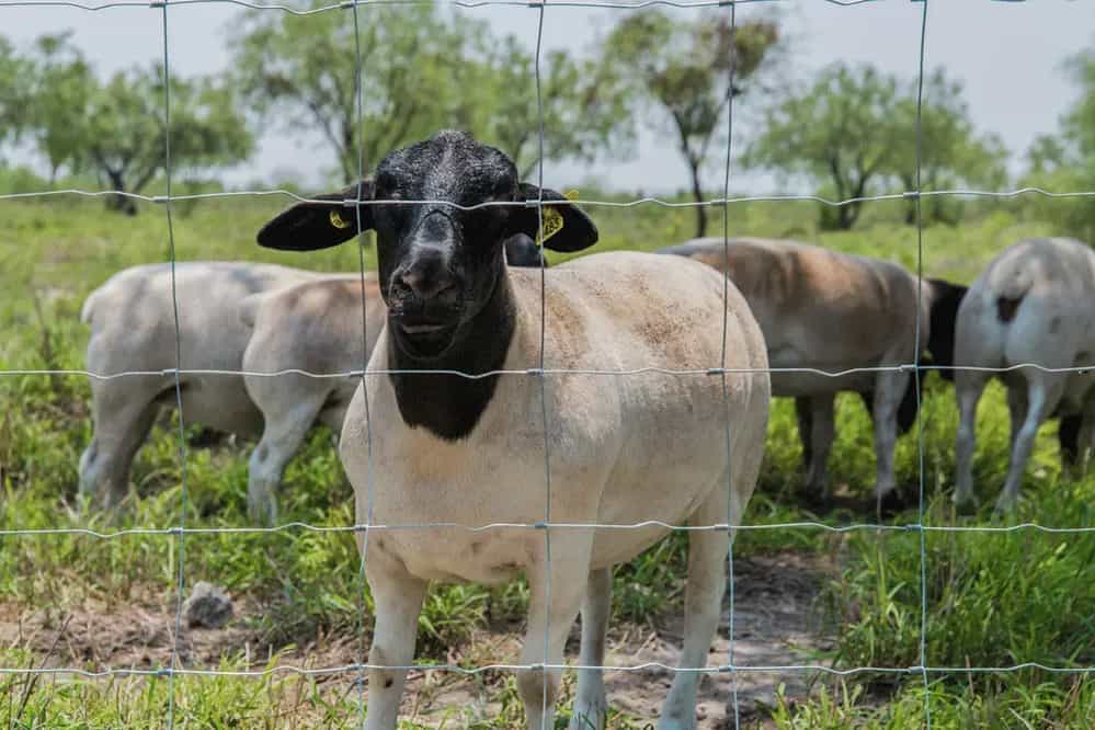 Malla-Graduada-Borreguera-DEACERO-Aplicación-01