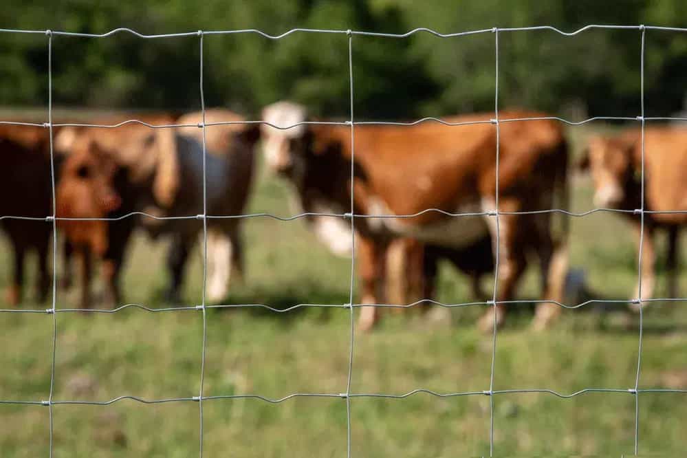 Malla-Graduada-Bovinos-Tipo-Bisagra-DEACERO-aplicación-(2022)-------------12