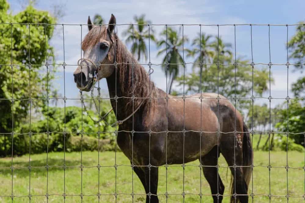 Malla-Graduada-Triple-Nudo-Equinos-XTREME-DEACERO-Aplicación-07