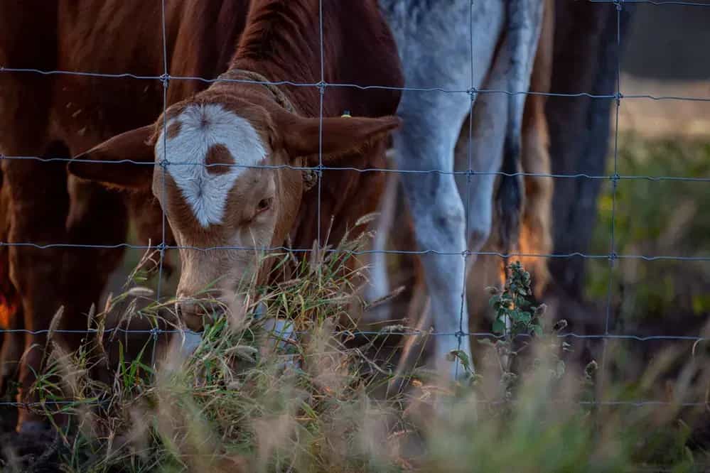 Malla-Graduada-Triple-Nudo-Ganadera-XTREME-DEACERO®-(Dr.-González-2022).....5