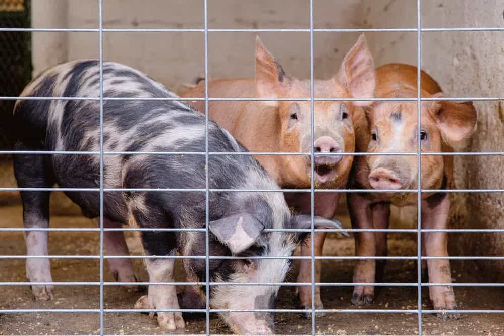 Panel-DEACERO-Detalle-12_11zon